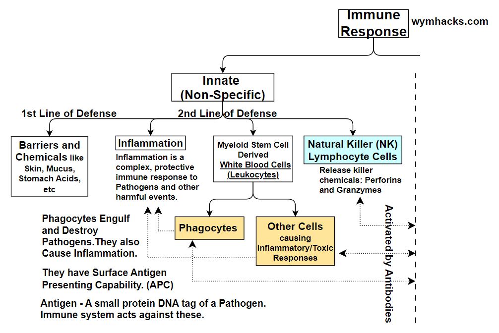 Innate Immune Responses Chart