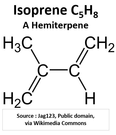 Isoprene