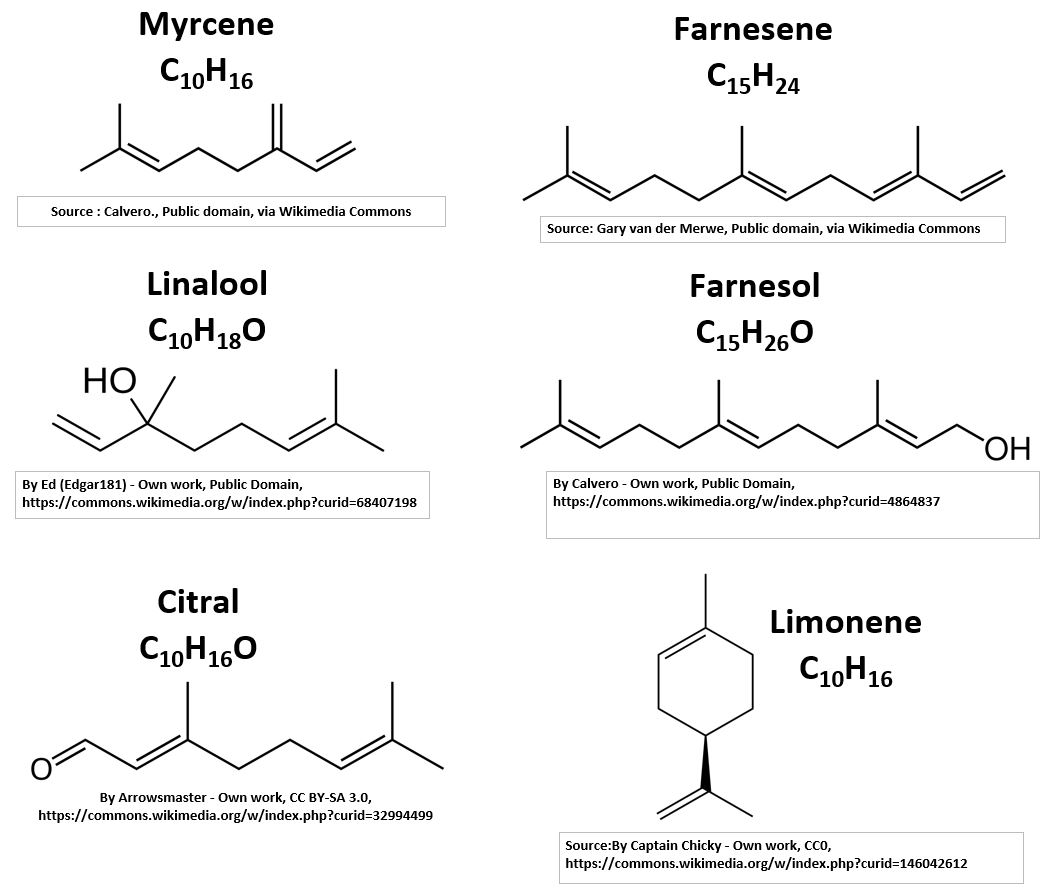 Terpene Examples - Myrcene, Farnesene, Linalool, Farnesol, Citral, Limonene