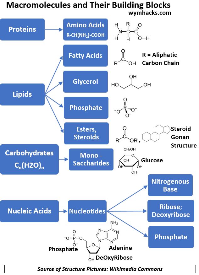 Chart of Macromolecules and Their Building Blocks