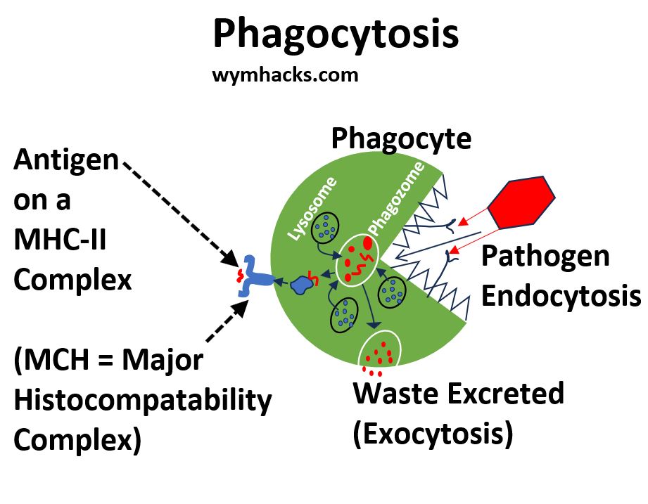 Phagocytosis with Annotations