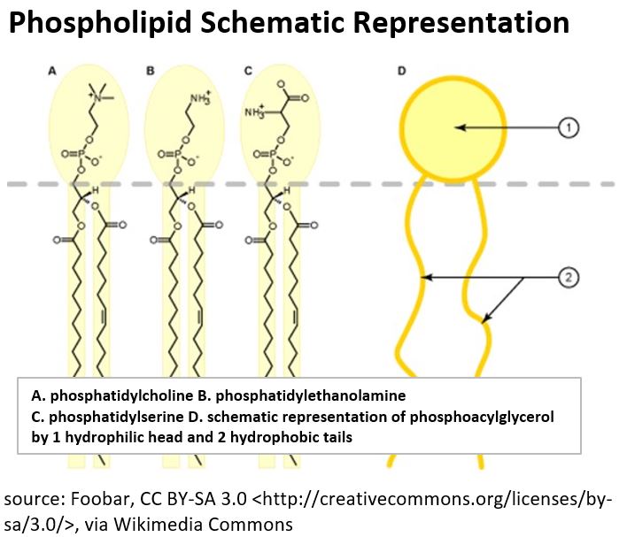 phospholipid