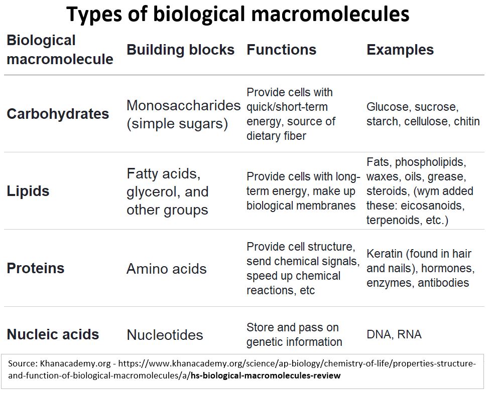 Types of biological Macromolecules (from Khanacademy.org)
