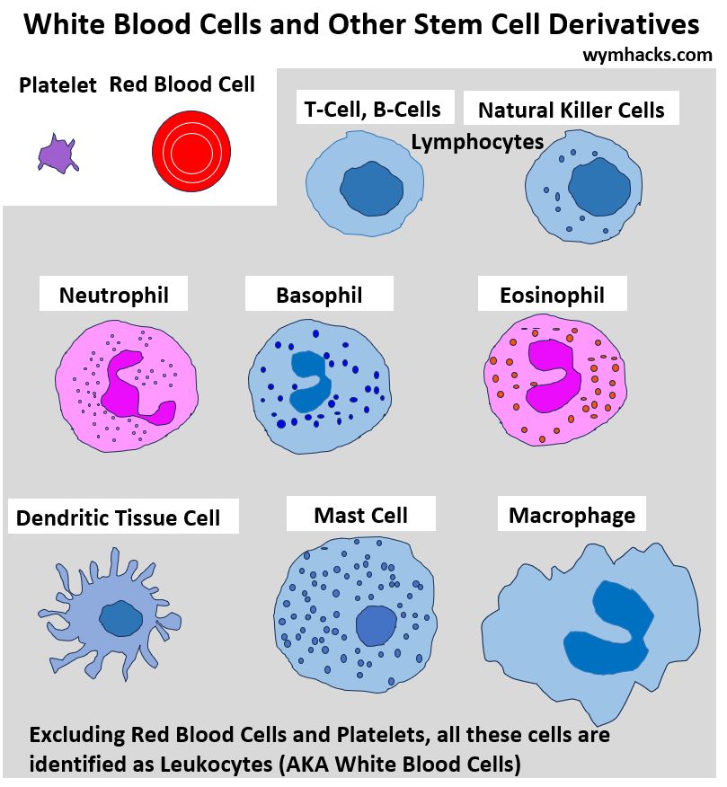 Simplified Drawings of White Blood Cells and Other Stem Cell Derivatives