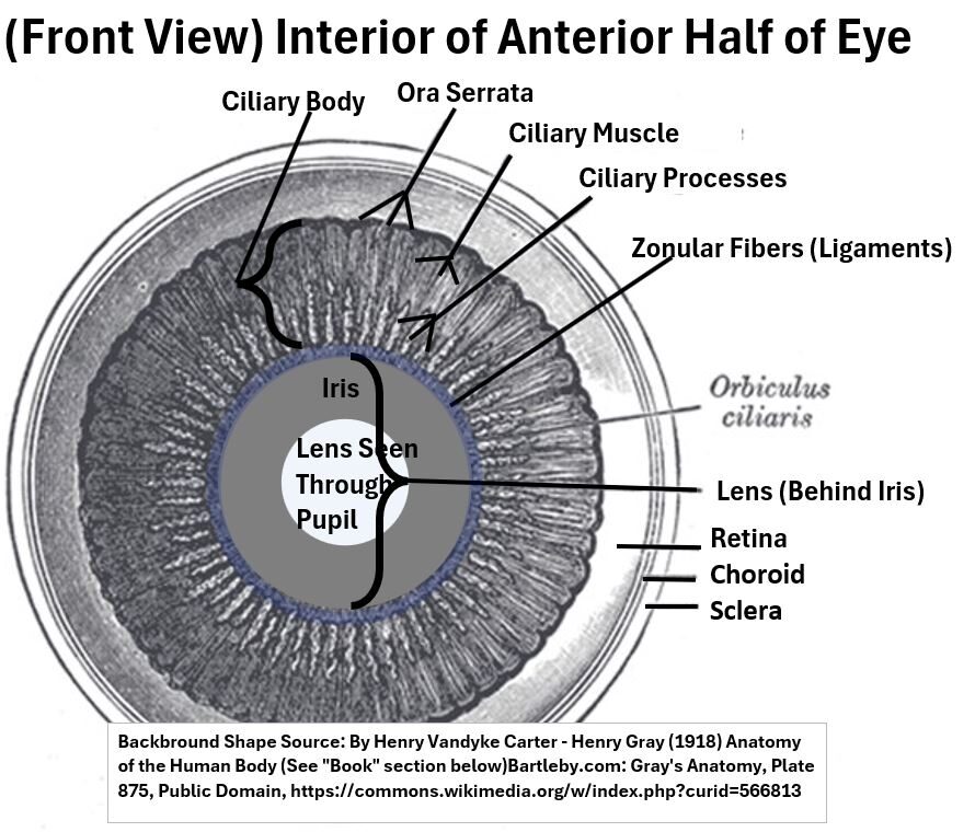 Interior of Anterior Half of Eye