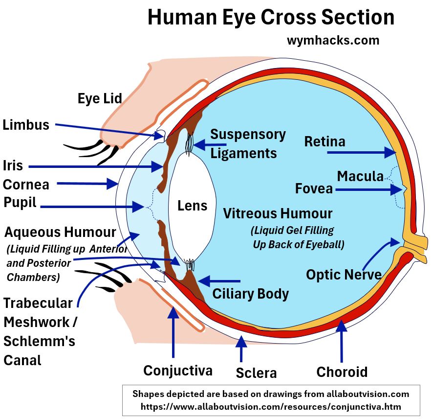 Eye Anatomy