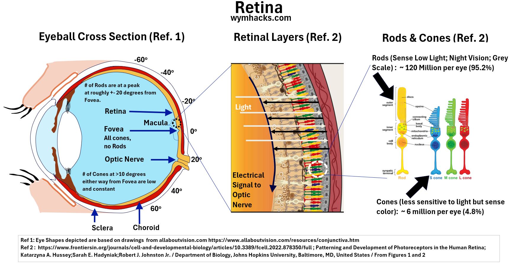Eye Anatomy Wymhacks