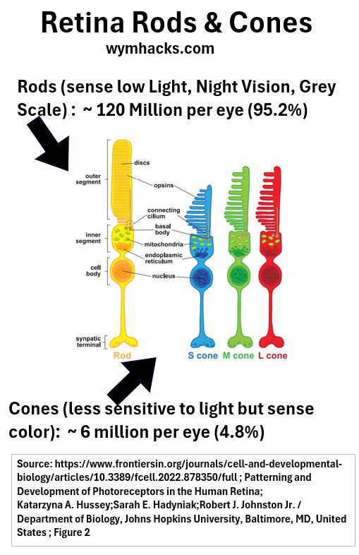 Eye_Retinal_Rods_Cones