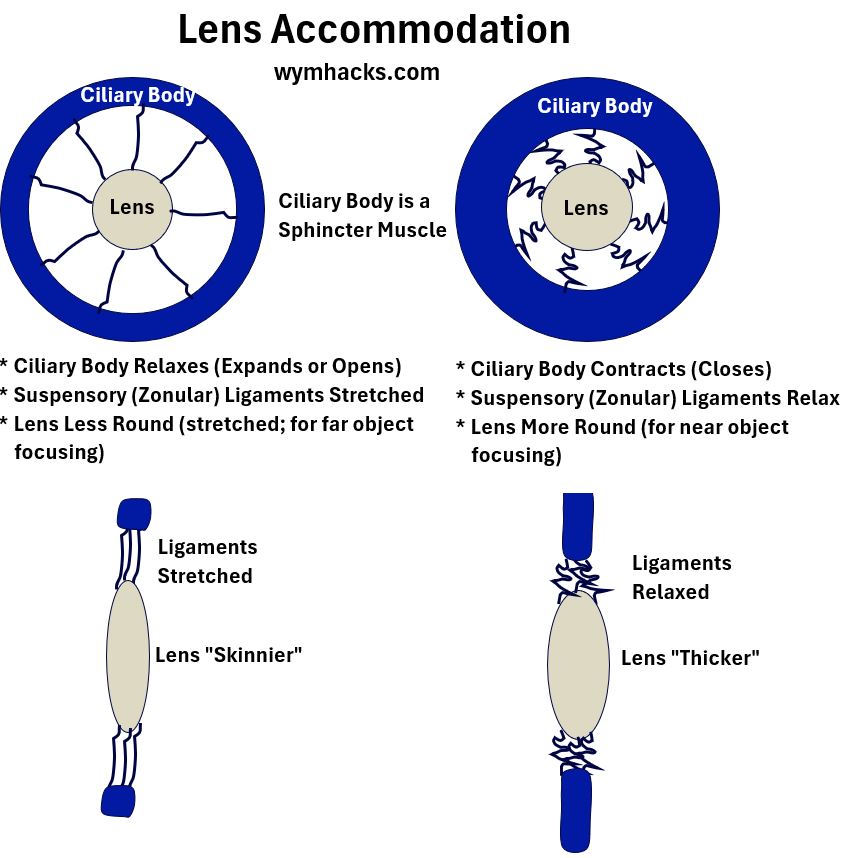 Lens Accommodation Drawing