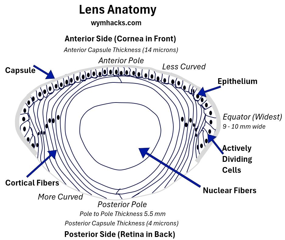 Lens Anatomy