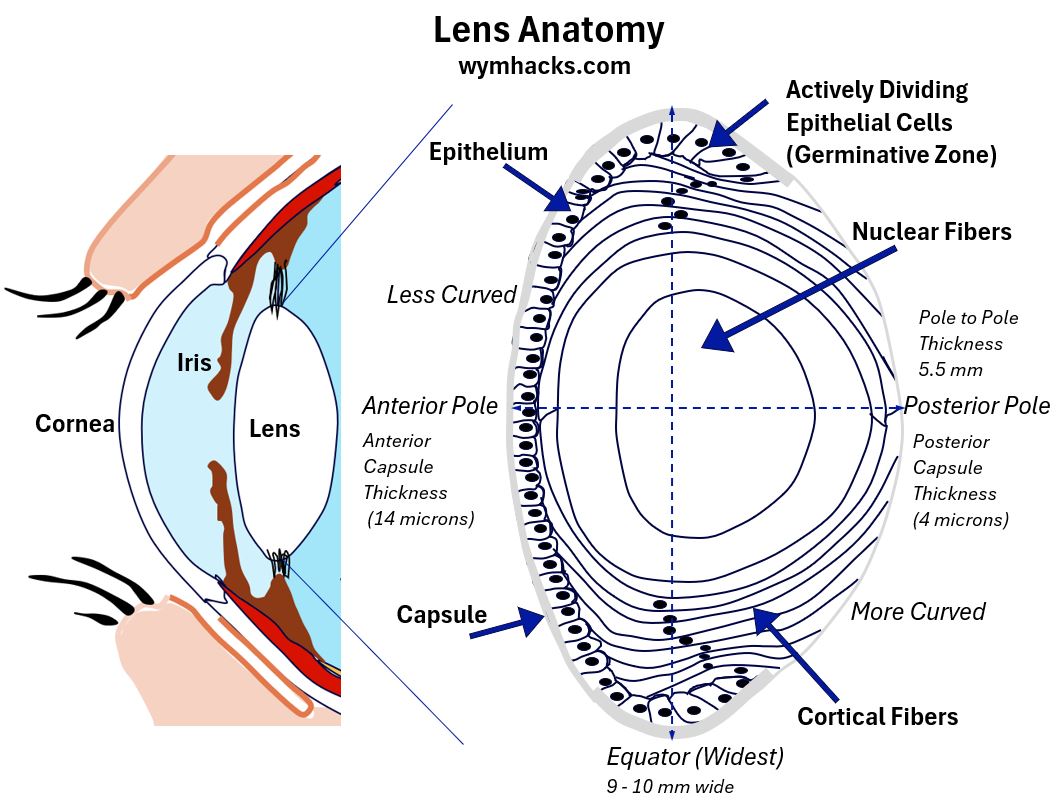 Lens Anatomy Relative to Eye