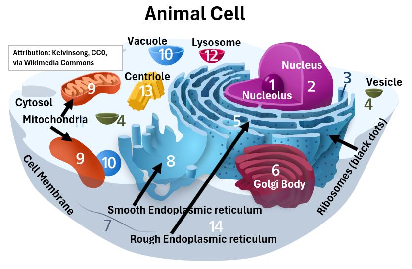 Animal Cell Icon