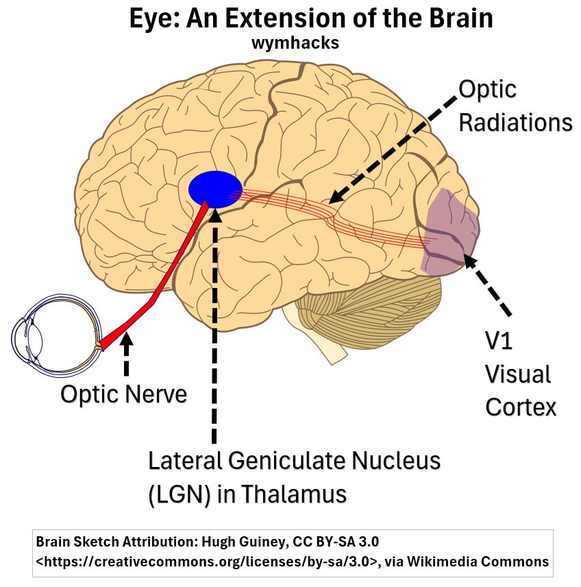 Eye is an extension of the Brain