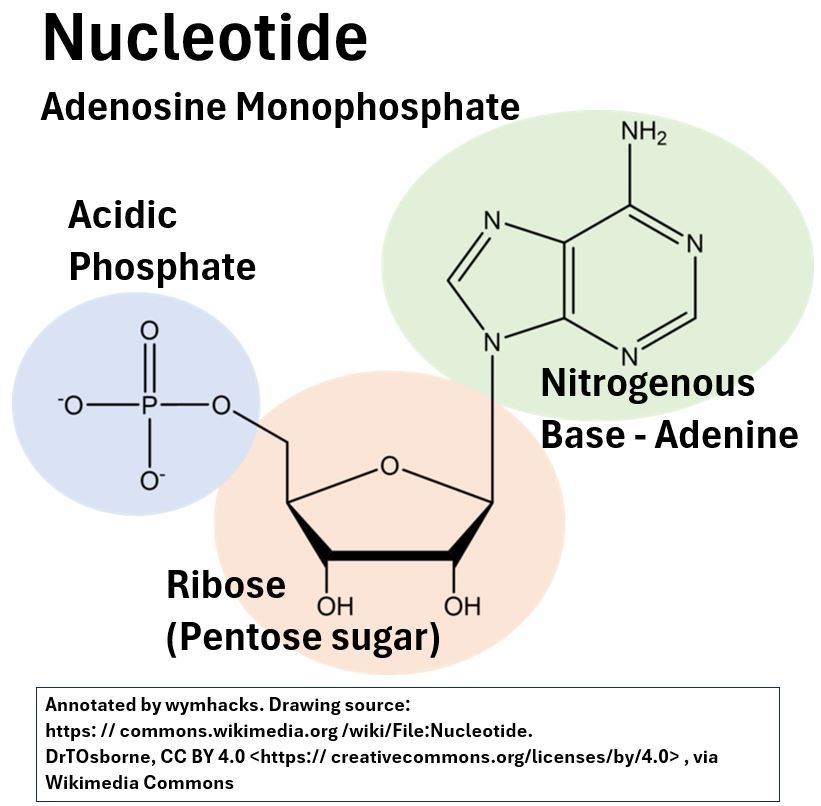 Nucleotide - Structure of Adenosine Monophosphate AMP