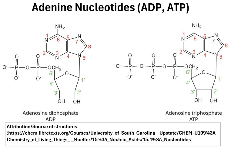 Adenine Nucleotide Structures ADP ATP (source: libretexts)