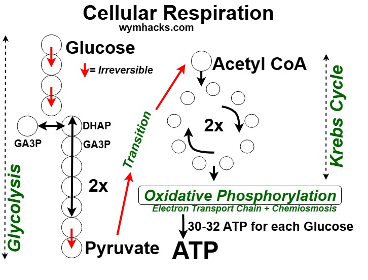 Cellular Respiration Diagram