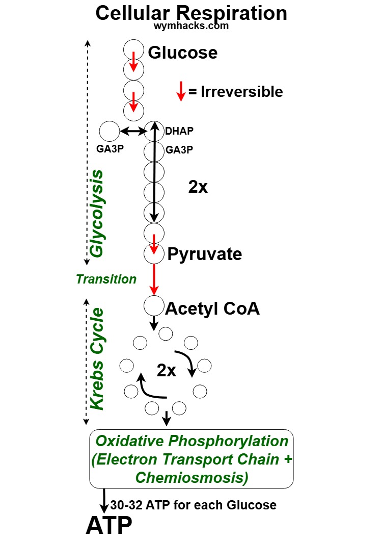 Cellular Respiration in a Simplified Chart