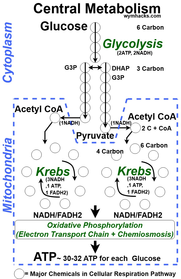 Central Metabolism Chart