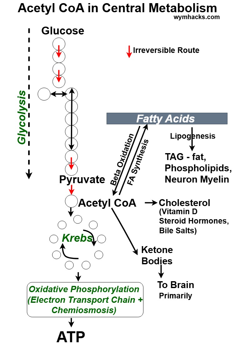 Acetyl CoA in Central Metabolism flow chart