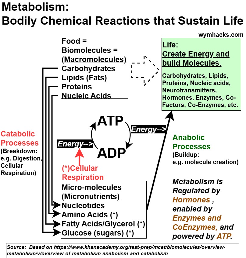 Metabolism Defined Chart