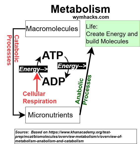 Metabolism Defined Icon