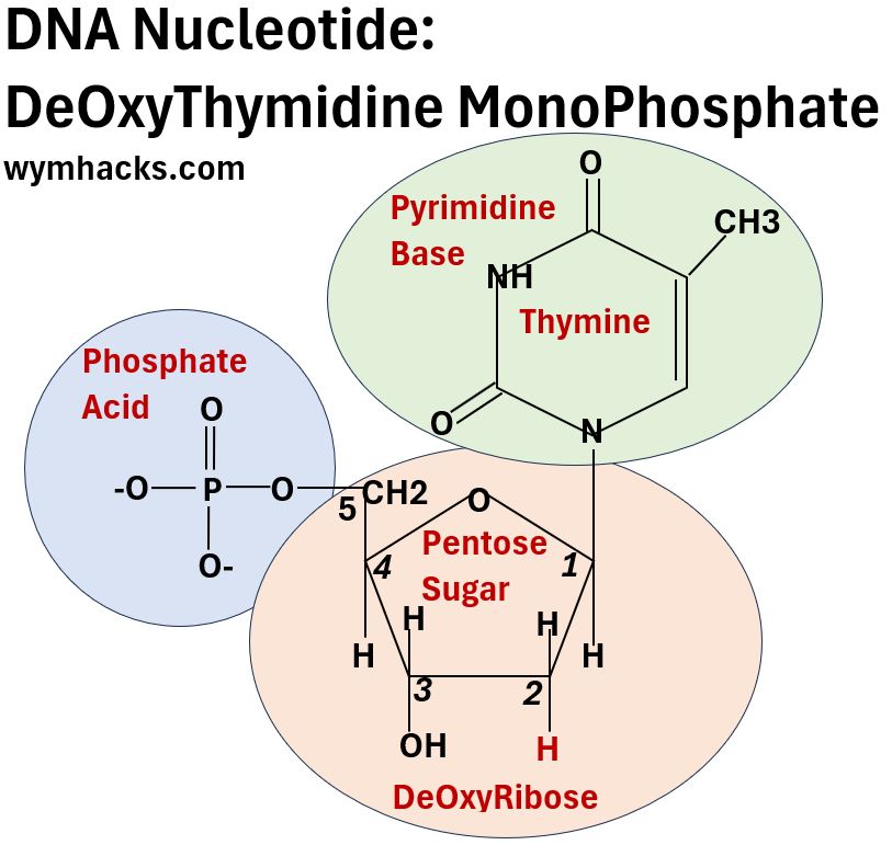 DNA Nucleotide - DeOxyThymidine MonoPhosphate - dTMP