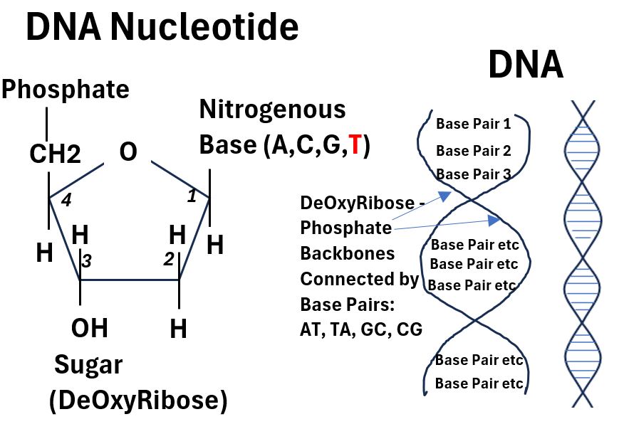 DNA Nucleotide