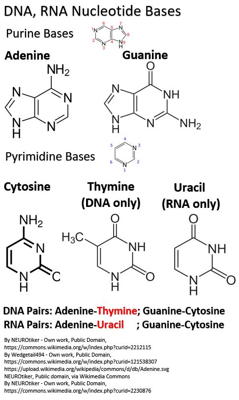 Nucleotide Bases - Adenine Guanine Cytosine Thymine Uracil