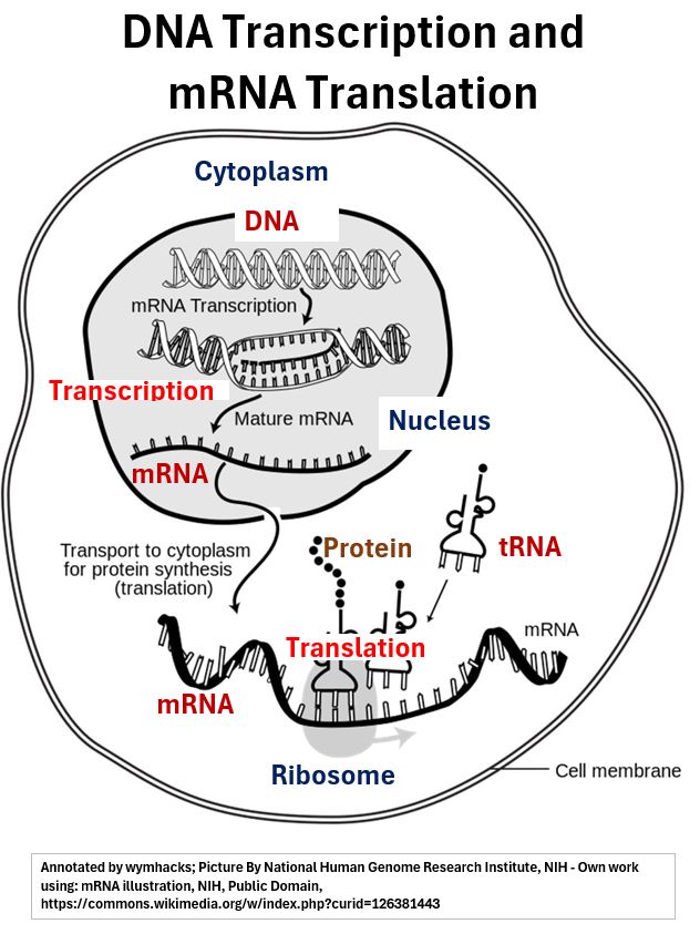 DNA Transcription and mRNA Translation