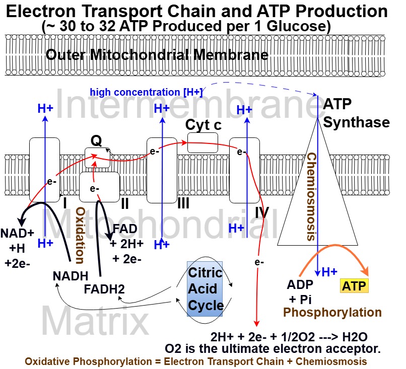 Oxidative Phosphorylation and Electron Transport Chain