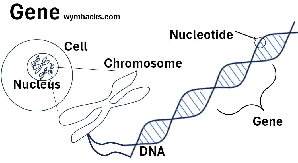 Gene - Segment of DNA