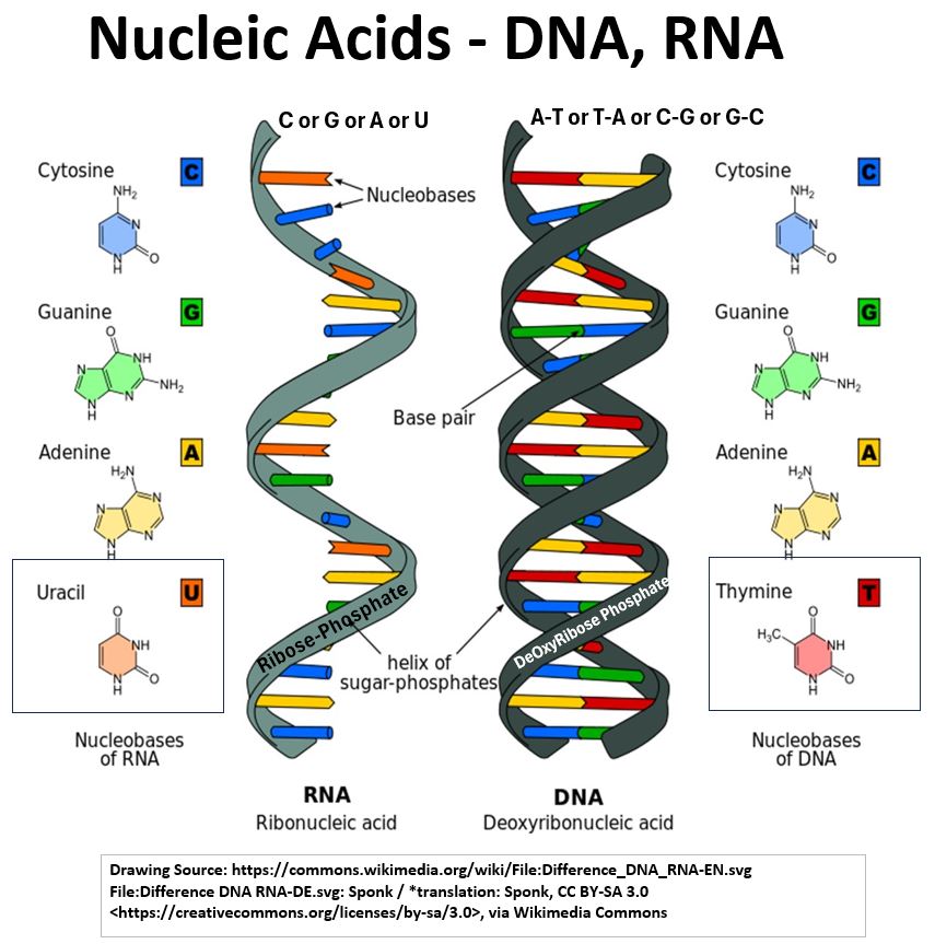 DNA, RNA Nucleic Acid Structures