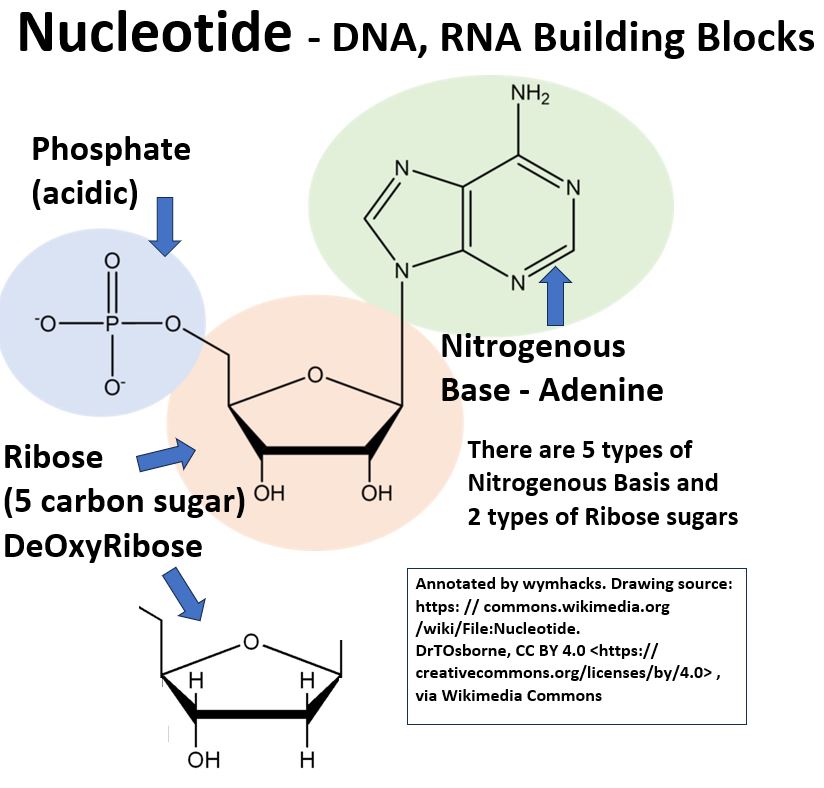 Nucleotides in DNA and RNA