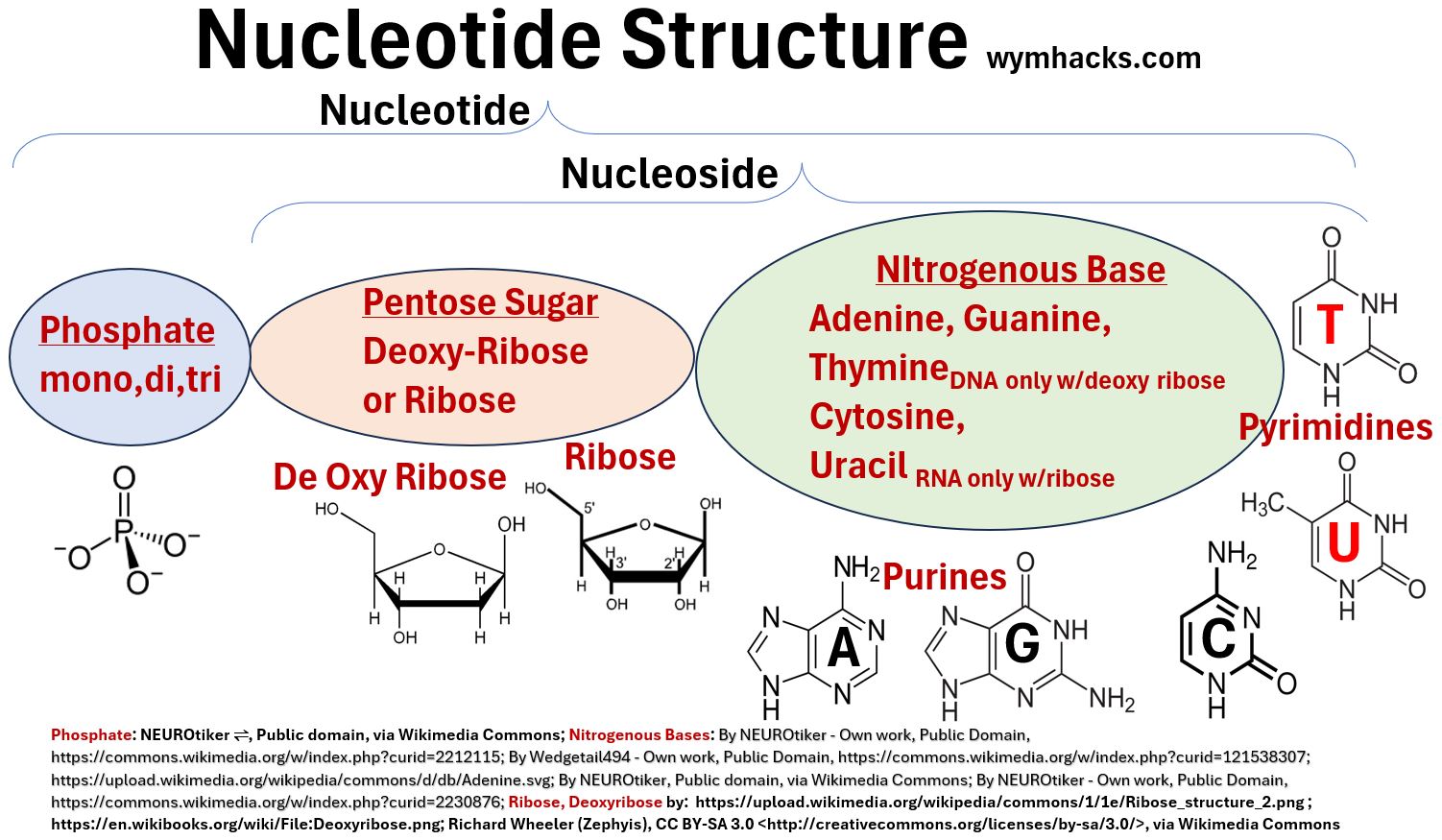 Nucleotide Structure showing molecular component options