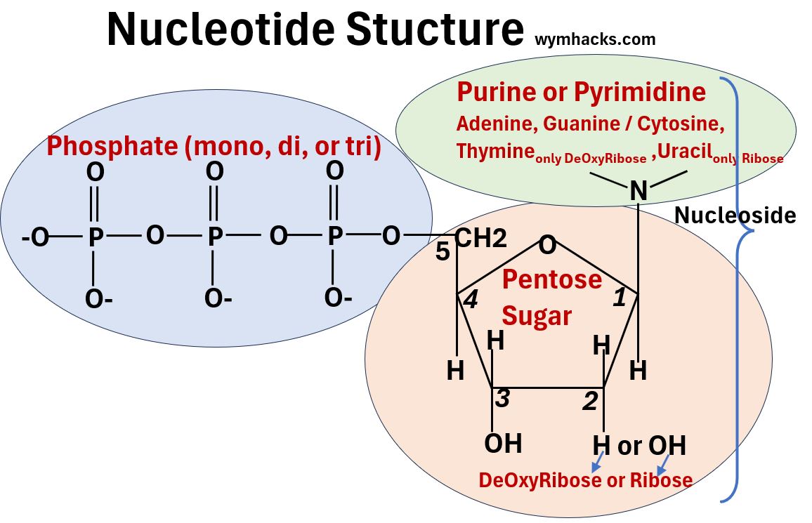 Nucleotide General Structure showing Base Names Sugar Structure and Phosphate Structure