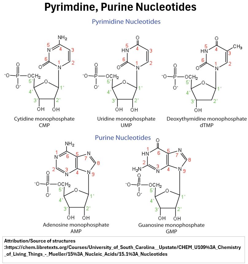 Pyrimidine and Purine Nucleotide Structures CMP UMP dTMP AMP GMP (source: libretexts)