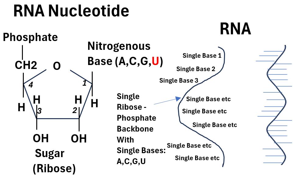 RNA Nucleotide