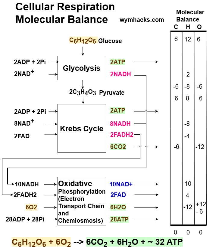 Cellular Respiration Atomic Balance