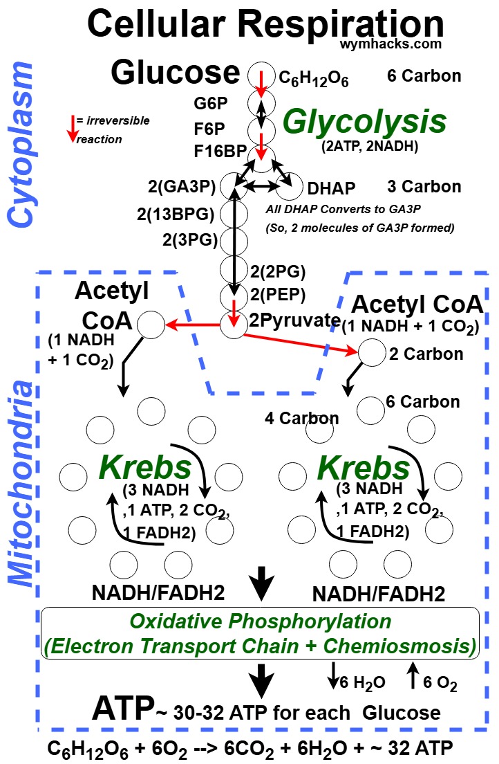 Cellular Respiration Reaction Pathway showing 2 Krebs per 1 Glucose