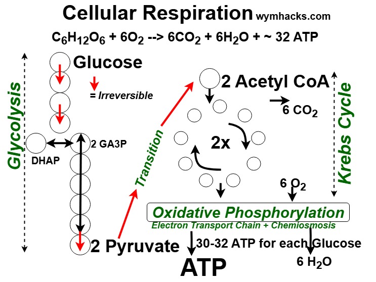 Cellular Respiration Icon Picture