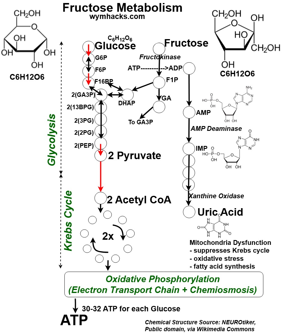 Fructose Metabolism on the Central Metabolism Hub