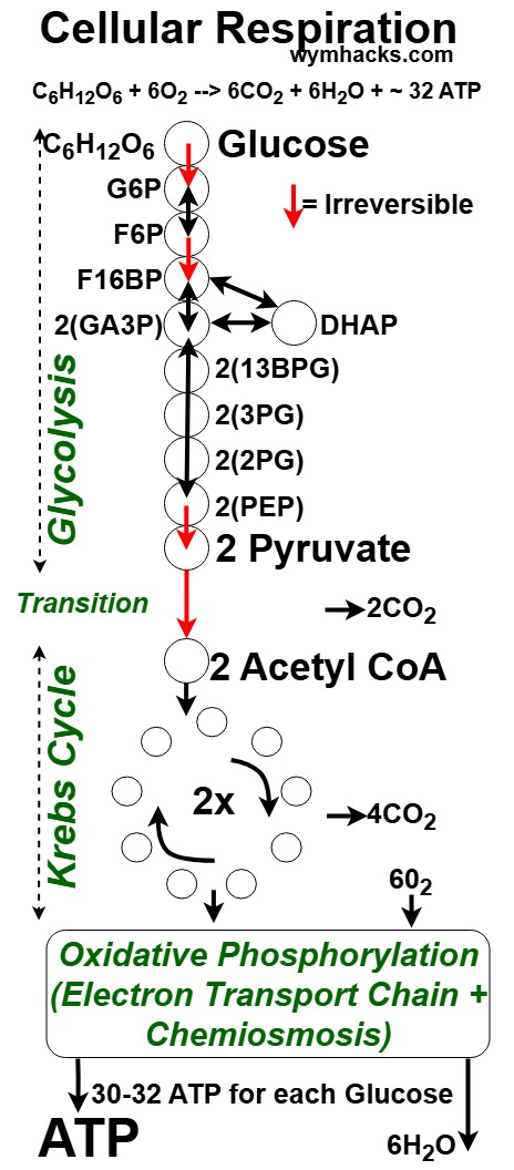 Cellular Respiration Simplified Reaction Pathway