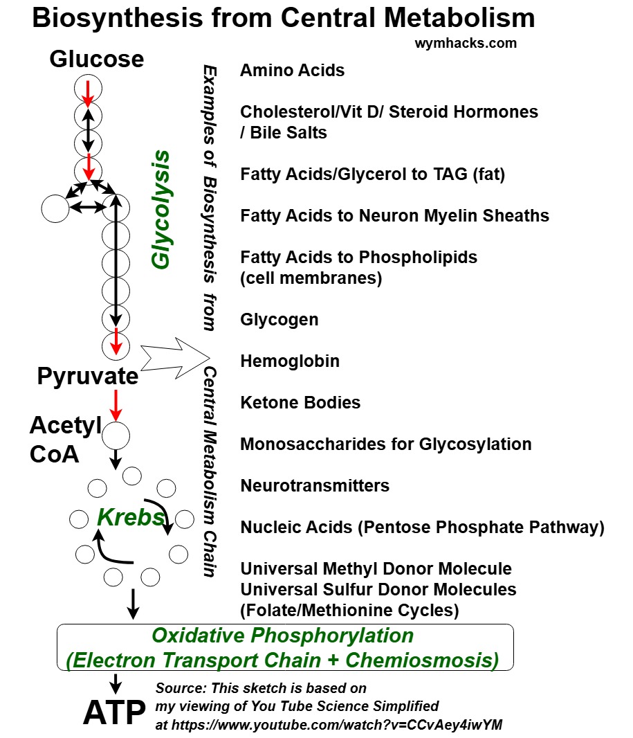 Biosynthesis Routes from the Central Metabolism Hub