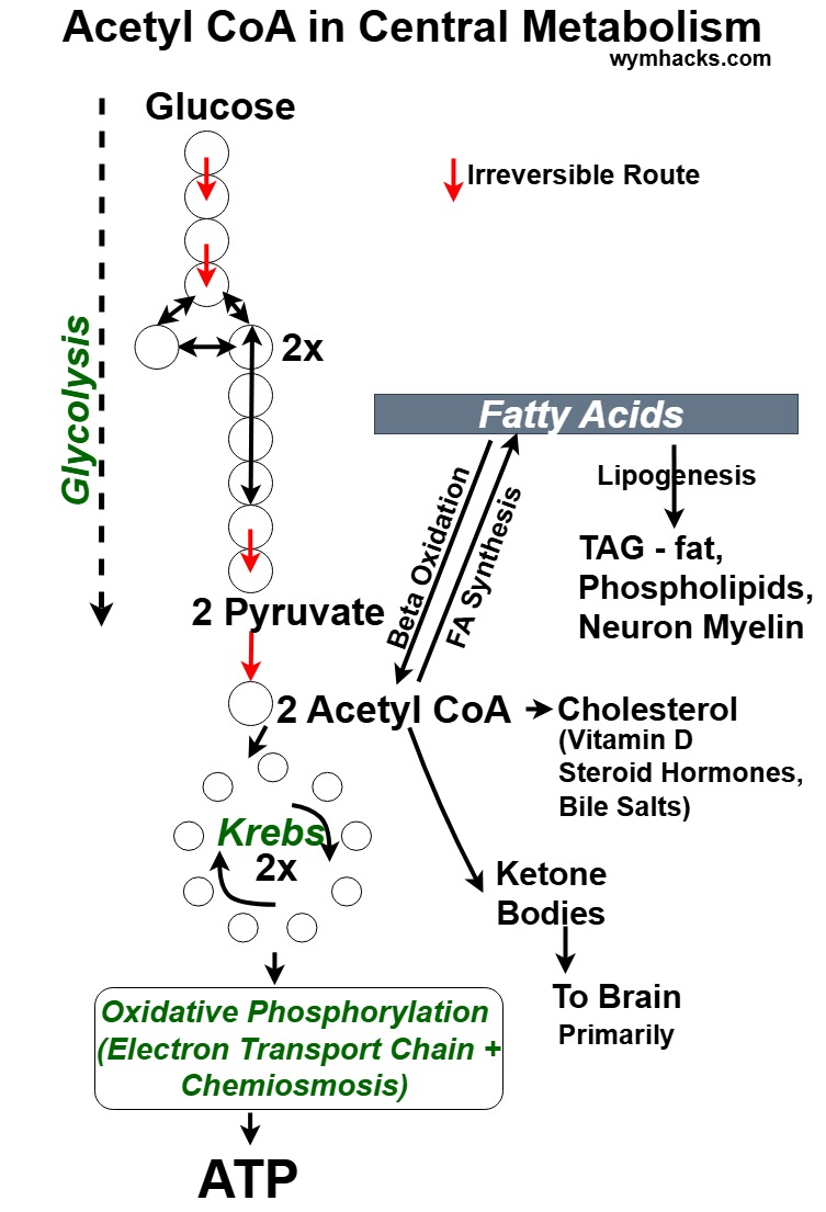 Acetyl CoA Metabolic Routes on the Central Metabolism Hub