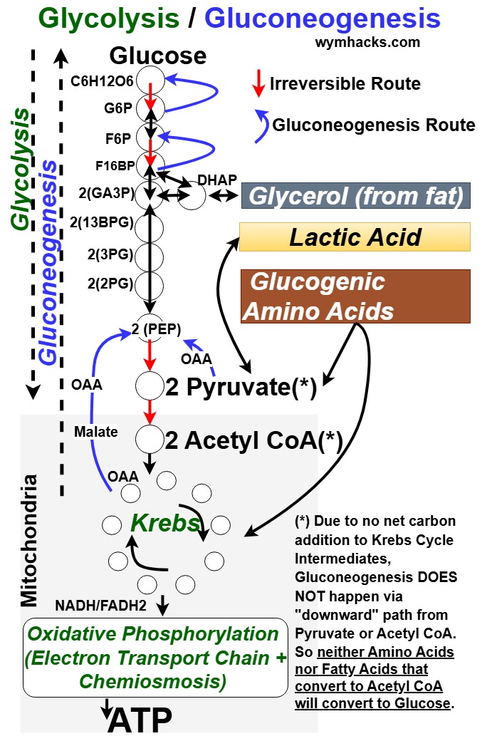 Gluconeogenesis on the Central Metabolism Hub