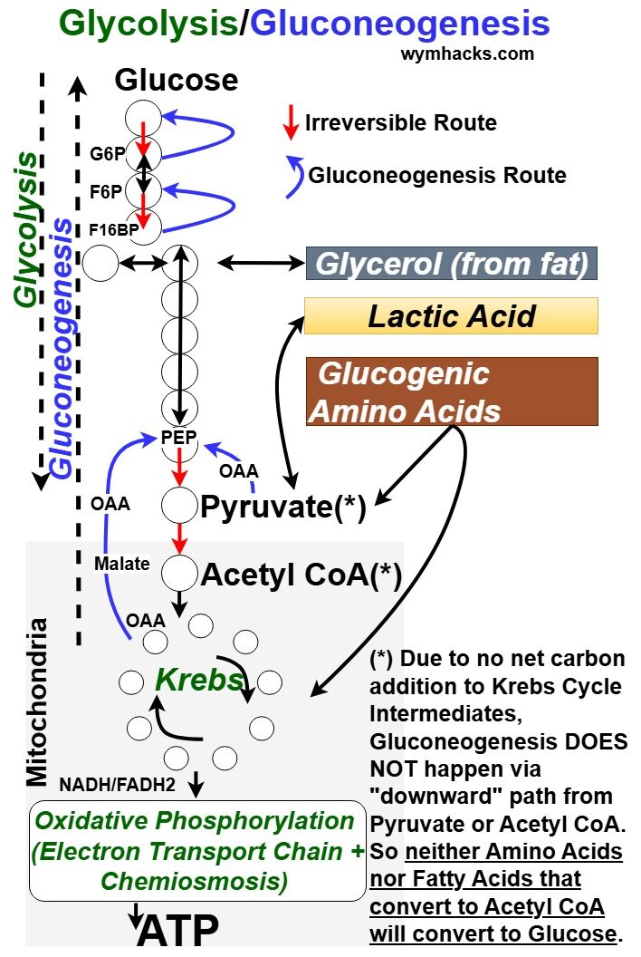 Glycolysis and Gluconeogenesis simplified flow chart