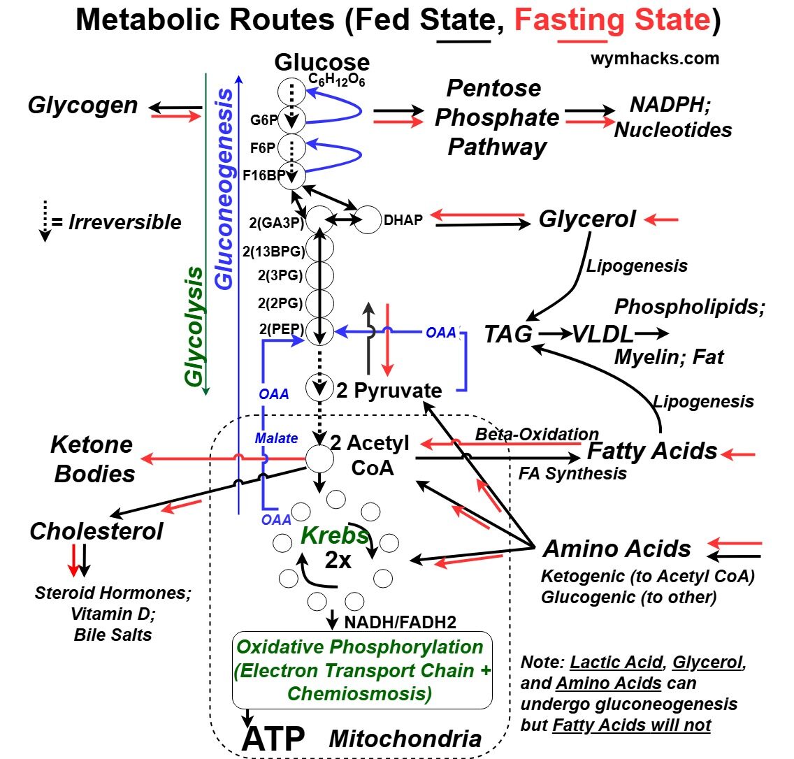 Metabolic Routes around Central Metabolism Hub (Fed and Fasted States)