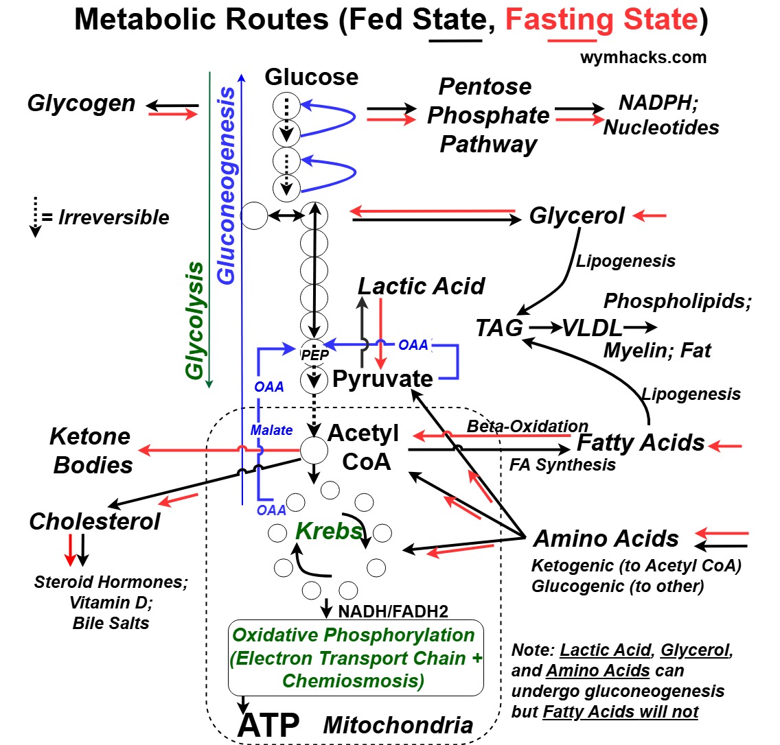 Metabolic Routes Chart showing Fed and Fasting states