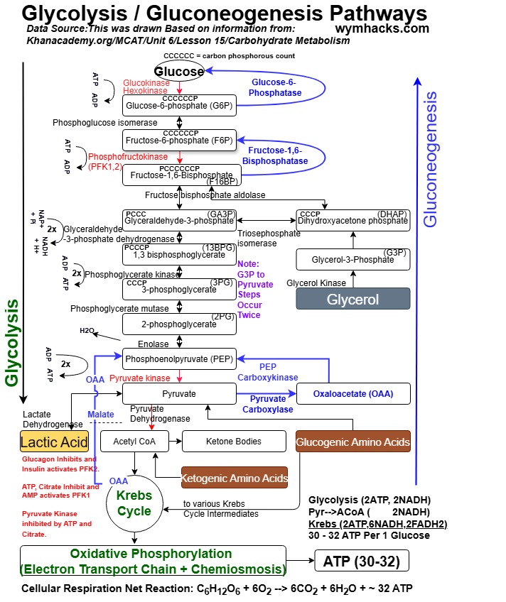 Glycolysis and Gluconeogenesis Detailed Reaction Pathway