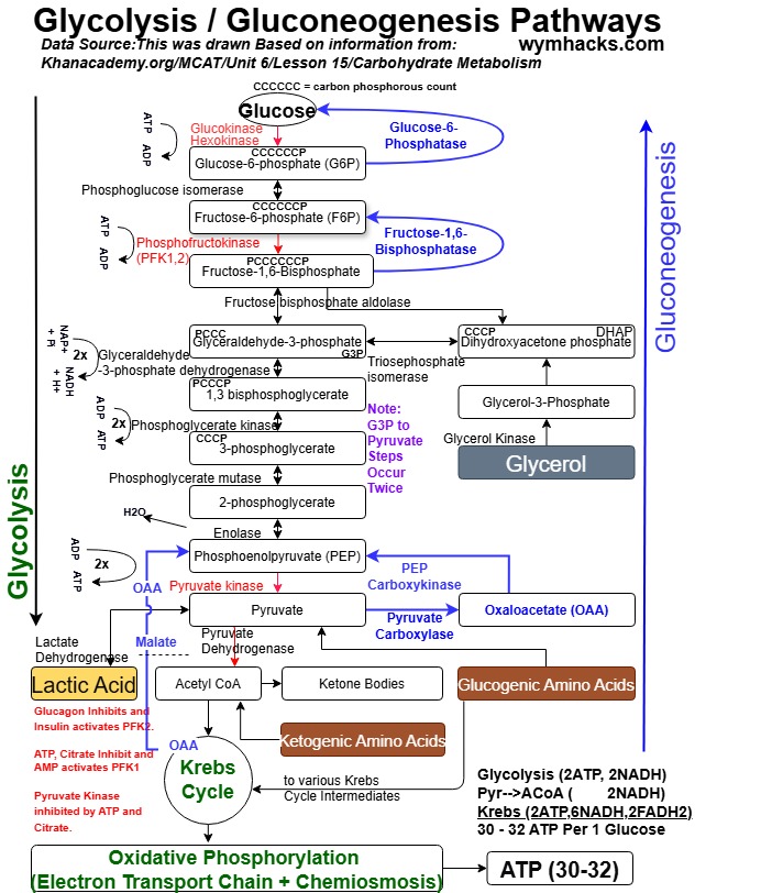 Glycolysis and Gluconeogenesis Metabolic Pathways Detailed Chart